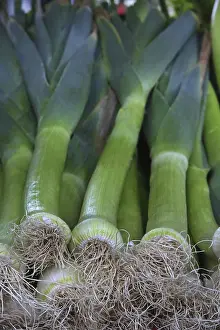 No People Farming Prints: Leek