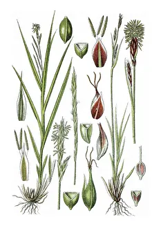 Poales Plant Family Prints: Left, Forest Sedge (Carex sylvatica)