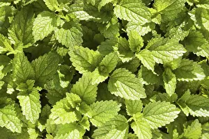Lamiales Family Plants Prints: Lemon balm