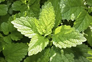 Lemon Balm Plant Prints: Lemon balm