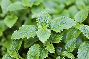 Lamiales Family Plants Prints: Lemon balm (alternative name)