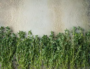 Aromatic Herbs Prints: Lemon thyme, laid out on the table