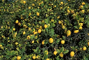 Fruit Growing In Europe Prints: Lemon tree Spain