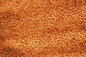 Vegetable Meal Ideas Prints: Lentil
