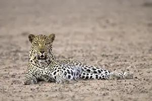 Mammalian Predators Prints: Leopard