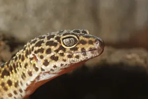 Deserted Habitat Wildlife Photo Prints: Detail of leopard gecko on a brown background