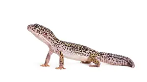Leopard Gecko Prints: Leopard gecko, Eublepharis macularius