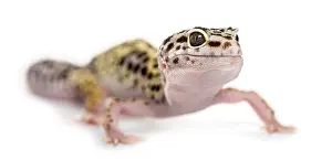 Leopard Gecko Prints: Leopard gecko in front of a white background