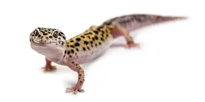 Leopard Gecko Prints: Leopard gecko in front of a white background