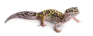 Leopard Gecko Print on White Background