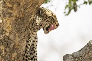 Framed Print : Leopard in a Tree Print, Zambia