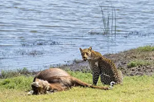 Predator Animal Behavior Prints: Leopard (Panthera pardus) with kill