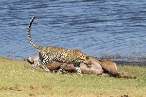 Leopard with Kill, Chobe National Park, Botswana Print