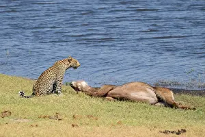 Predator And Prey Relationship Prints: Leopard (Panthera pardus) with kill