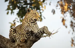 Predator In Natural Environment Prints: Leopard (Panthera pardus) on a tree