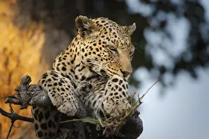 Feliformia Animal Of Prey Prints: Leopard (Panthera pardus) on a tree