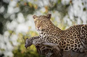 Feliformia Animal Images Prints: Leopard (Panthera pardus) on a tree
