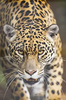 Leopard Portrait Prints: Leopard (Panthera pardus) walking