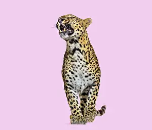 Predator Animal Behavior Prints: Leopard snarling with baring teeth standing on a solid pink background