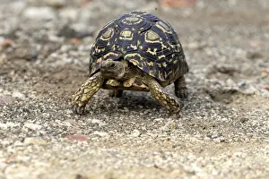Prints of Leopard tortoise (Testudo pardalis), adult, walking, foraging, Kruger National Park, South Africa Tortoise Prints: Leopard Tortoise Print, Kruger National Park