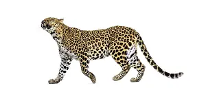 Big Cat Prints: Leopard walking, presenting characteristic spotted fur pattern and long tail
