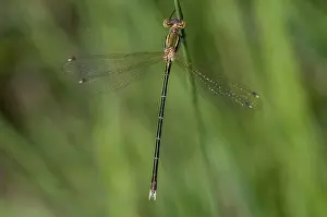 Pterygote Insect Images Prints: Leste Barbarus, Migrant Spreadwing