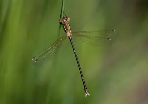Pterygote Insect Images Prints: Leste Barbarus, Migrant Spreadwing