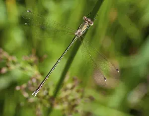 Odonata Prints: Migrant Spreadwing Damselfly Print