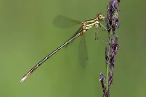 Pterygote Insect Images Prints: Leste Barbarus, Migrant Spreadwing