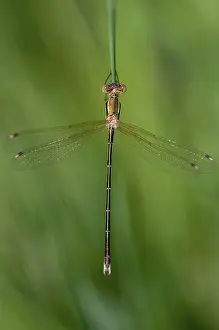 Pterygote Insect Images Prints: Leste's Barbarus, Migrant Spreadwing