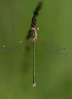Pterygote Insect Images Prints: Leste's Barbarus, Migrant Spreadwing