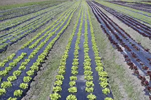 Agricultural Land Prints: Lettuce beet