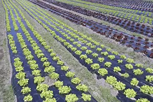 Deserted Agricultural Land Prints: Lettuce beet