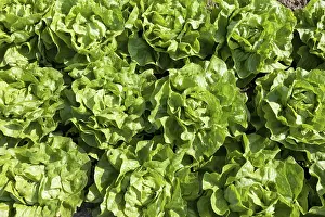 Daytime Agricultural Scene Prints: Lettuce in the field
