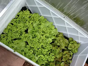 Green Leafy Vegetables Prints: Lettuce plants in a cold frame