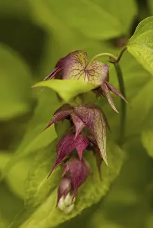 Prints of Leycesteria formosa Formosa Prints: Leycesteria formosa Print