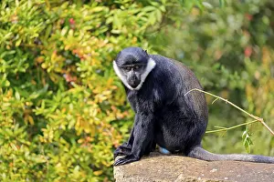 Prints of L'Hoest's monkey (Nomascus leucogenys), adult, male, sitting on the ground, alert L'Hoest's monkey (Nomascus leucogenys), adult, male, sitting on the ground, alert Hylobatidae Prints: L'Hoest's Monkey Print - Adult Male Sitting on Ground