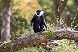 Prints of L'Hoest's monkey (Nomascus leucogenys), adult male, on a tree trunk, alert L'Hoest's monkey (Nomascus leucogenys), adult male, on a tree trunk, alert Hylobatidae Prints: L'Hoest's Monkey Print - Adult Male on Tree Trunk