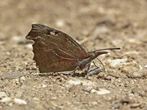 Camouflaged Butterflies Prints: Libythea celtis, hackberry moth
