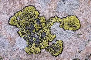 Uninhabited Rocky Terrain Prints: Lichens on a rock