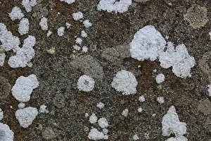 Deserted Stone Walls Prints: Lichens on a wall