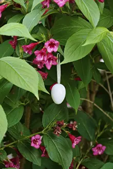Easter Egg Germany Prints: Still life with Easter egg, Germany