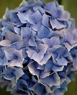 Studio Background Still Life Prints: Still Life with Hydrangeas in a Blue Cup