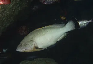 Wildlife Photography Spain Prints: A light-coloured predatory fish