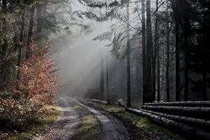 Uninhabited Woodland Scene Prints: Light in the darkness
