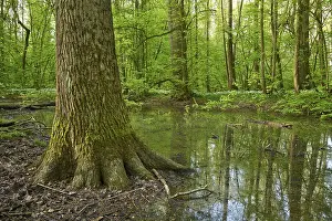 Wild Garlic Bloom Prints: Light-flooded forest with river Kinzig