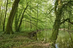 Wild Garlic Bloom Prints: Light-flooded forest with river Kinzig