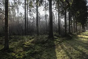 North German Countryside Views Prints: Light rays in the forest, Emsland