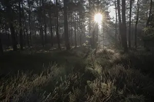 Light Rays In Forest Prints: Light rays in the forest, Emsland