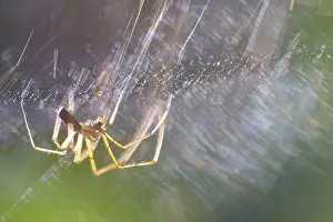 Central Europe Natural Environment Photos Prints: Light reflected in the web of a canopy spider (Linyphiidae)